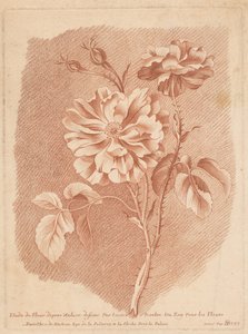 Blumen