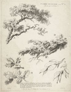 Studie von Zweigen mit Blättern von Gilles Demarteau