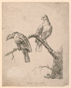 Zwei Vögel auf einem Ast