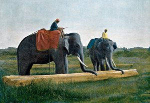 Elefanten bewegen einen Baumstamm, Ceylon, um 1890