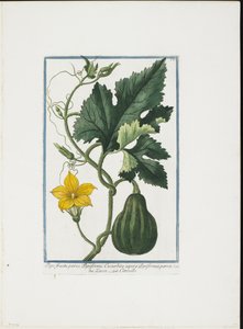 Gemüsedruck, aus Hortus Romanus, Bd. I oder II, 1772-93 von Giorgio Bonelli