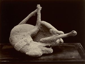 Hund, Pompeji, ca. 1870 von Giorgio Sommer