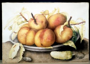 Unbekanntes Bild von Giovanna Garzoni