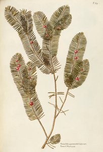 Europäische Eibe (Taxus baccata), Taxaceae von Giovanni Antonio Bottione