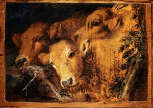 Drei Köpfe von Etude-Kälbern. Gemälde von Giovanni Benedetto Castiglione genannt il Grechetto (1610-1665) Sun. 24x35 cm Genua, Musei di Strada Nuova von Giovanni Benedetto Castiglione
