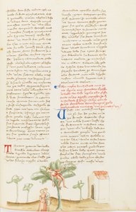 Dekameron, Die Birnenernte; Nicostrate von seiner Frau getäuscht, Siebter Tag, Novelle 9 von Giovanni Boccaccio