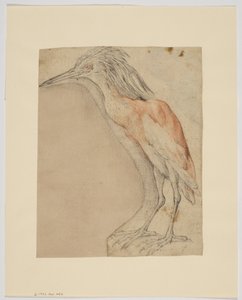 Reiher, recto von Giovanni da Udine (after)