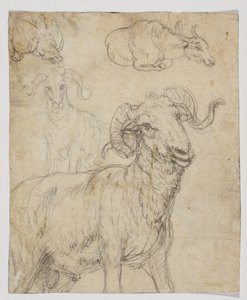 Widder und Büffel, verso von Giovanni da Udine (after)