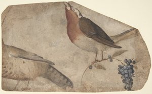 Vogel isst Trauben (recto), Tigerin (verso), 1487-1564 von Giovanni da Udine