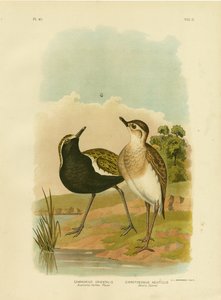Australischer Goldregenpfeifer oder Pazifischer Goldregenpfeifer, 1891