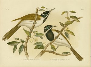 Blaugesicht-Honigfresser, 1891