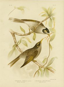 Schwatzhafter Honigfresser oder Lärmiger Minervogel, 1891