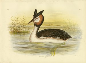 Haubentaucher
