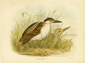Nankean-Nachtreiher oder Nankeen-Nachtreiher, 1891 von Gracius Broinowski