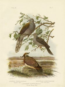 Friedliche Taube, 1891 von Gracius Broinowski