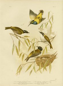 Swan River Honigfresser, 1891