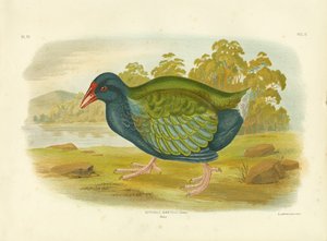 Takahe, 1891 von Gracius Broinowski