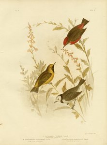 Dreifarbige Ephthianura, 1891