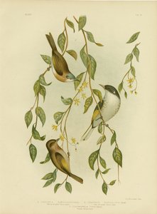 Weißkehl-Honigfresser, 1891 von Gracius Broinowski