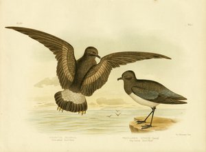 Gelbfüßiger Sturmvogel, 1891