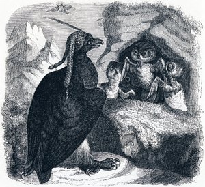 Der Adler und die Eule
