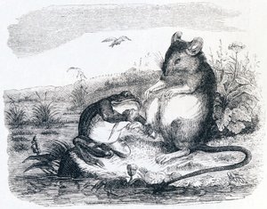 Der Frosch und die Ratte - Fabeln von La Fontaine