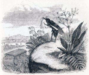 Die Zecke und die Fliege - Fabeln von La Fontaine