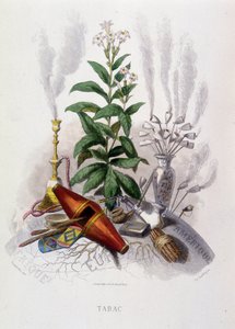 Tabakpflanze und Rauchutensilien - in „Animierte Blumen“ von Grandville