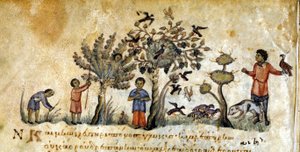 Falkenjagd zur Vogeljagd - in „De Venatione“ von Oppianus, griechisches Manuskript aus dem 13. Jahrhundert. Biblioteca Marciana. Venedig von Greek School