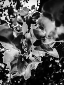 Blume Nr. 12