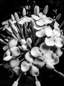 Blume Nr. 25