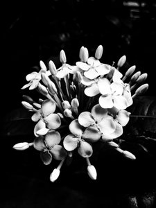 Blume Nr. 27, 2025