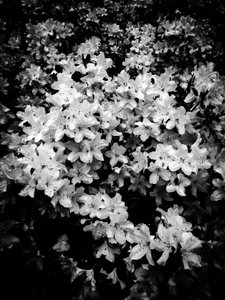 Blume Nr. 2, 2025