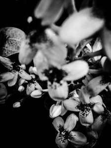 Blume Nr. 34