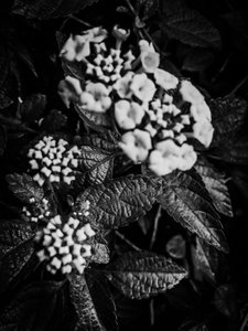 Blume Nr. 37