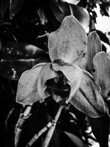Blume Nr. 44