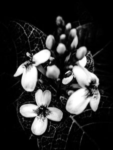 Blume Nr. 50