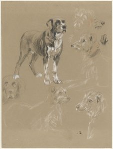 Studien eines Hundes