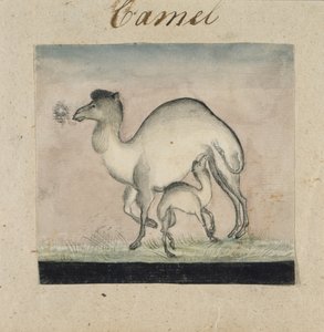 Mutterkamel und ihr Kalb von Gungaram Tambat