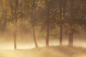 Goldener Morgennebel