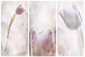 Lavendel-Tulpen-Traum von Gustav Davidsson
