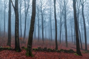 Nebliger Waldweg