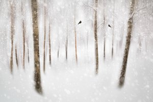 Ruhiger Winterwald