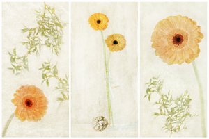 Weiches Gerbera-Triptychon