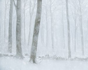 Winterlicher Schneefallwald