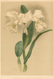 Cattleya Mendelii Quorndon House Var. von Gustav Leutzsch after Henry George Moon