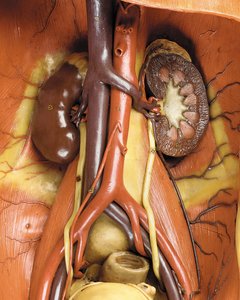 Detail eines männlichen anatomischen Écorché-Modells, das Muskeln, Arterien und Venen, den Kreislauf und das Nervensystem zeigt (Detail) von Gustav Zeiller