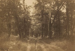 Bas-Bréau, Wald von Fontainebleau, 1849-1852