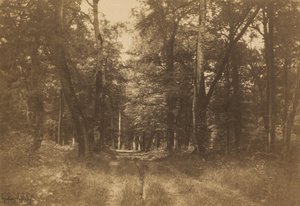 Bas-Bréau, Wald von Fontainebleau