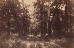 Bas-Breau, Wald von Fontainebleau, 1852